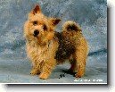 norwich-terrier_2.jpg