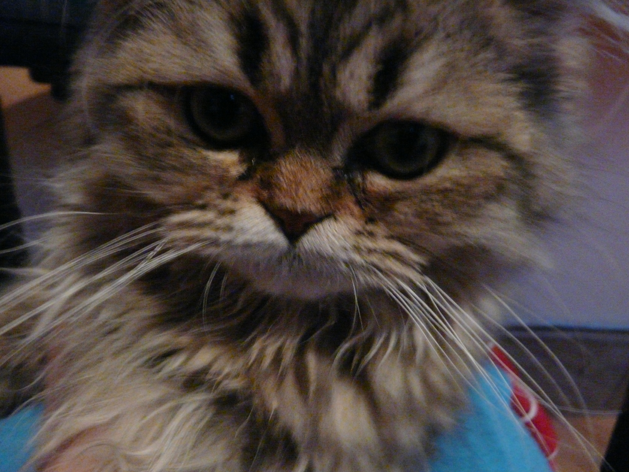 Kuky kuk!