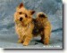 norwich-terrier_2.jpg
